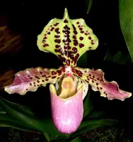 Paphiopedilum henryanum