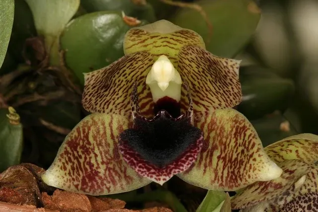 Promenaea stapelioides (Promenaea)