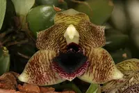Promenaea stapelioides
