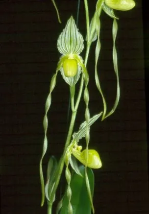 Paphiopedilum phillippinense album (Paphiopedilum)