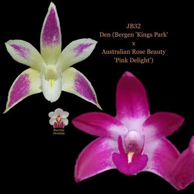 Dendrobium Orchid Seedling. JB32 Den 'Kings Park'