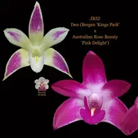 Dendrobium Orchid Seedling. JB32 Den (Bergen 'Kings Park' x Australian Rose Beauty 'Pink Delight')