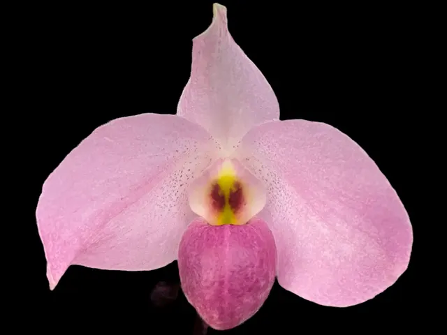 Paphiopedilum Ho Chi Minh (Paphiopedilum)