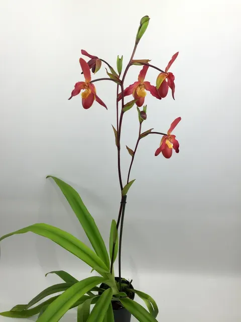 Phragmipedium Living Fire