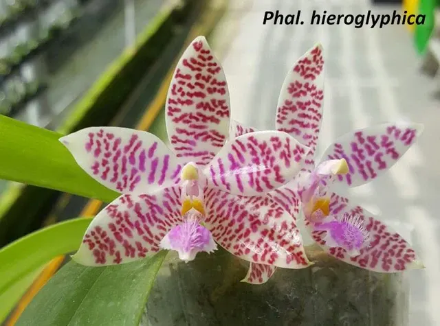 Phalaenopsis hieroglyphica (Phalaenopsis)