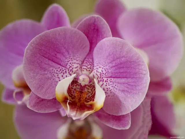 Phalaenopsis Cadiallic
