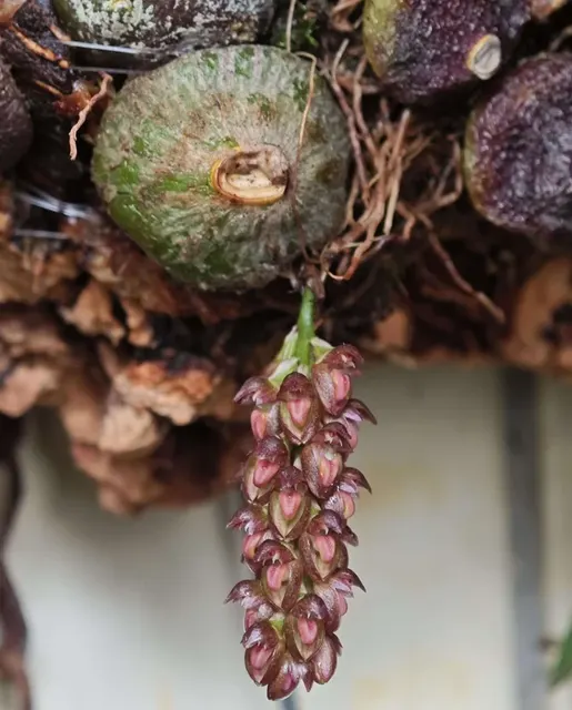 Bulbophyllum triste