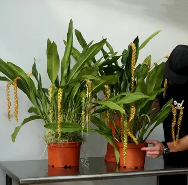 Dendrochilum magnum 'Orchid Dynasty'
