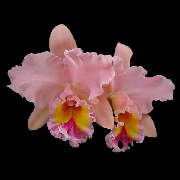 Brassolaeliocattleya George King Serendity
