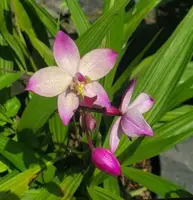 Spathoglottis Parsonsii Ground Orchid - Live Plant - Outdoor Grown - Healthy with Minor Blemishes - Tropical Orchid Plant