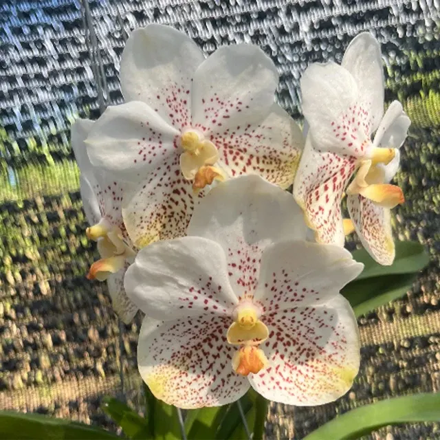 Vanda Kultana Sport (Vanda)