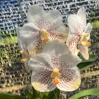 Vanda Orchid V.Kultana Sport Mature - Ready To Flower