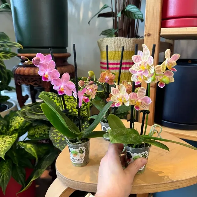 Phalaenopsis miniature assorted