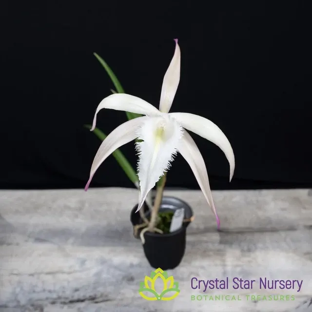 Brassavola David Sander 'White Beard' (Brassavola)