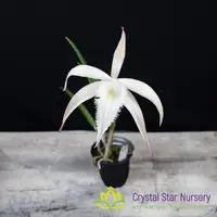 Brassavola David Sander 'White Beard'