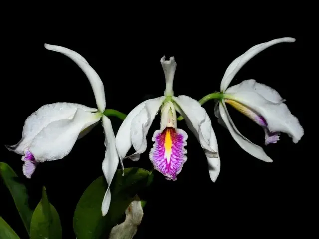 Cattleya maxima f semialba 'Gigi'