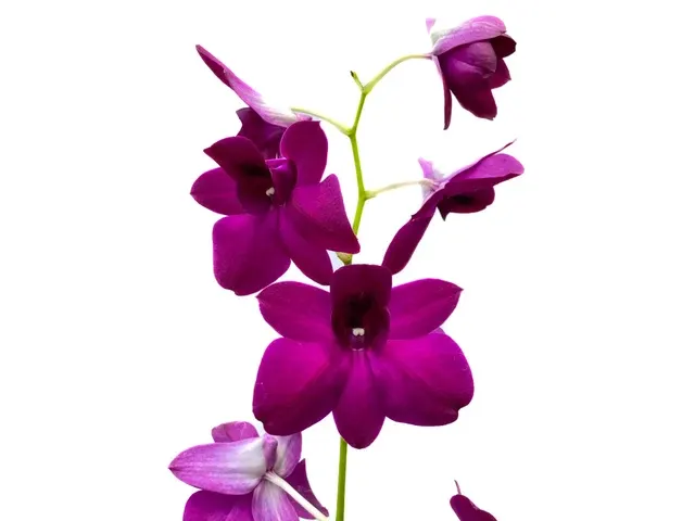 Dendrobium Sabine Compactum (Dendrobium)
