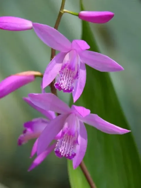 Bletilla striata 'Kate' (Bletilla)