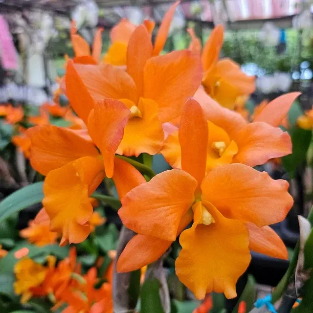 Brassolaeliocattleya Fuchs Orange Nugget 'Lea' (Brassolaeliocattleya)