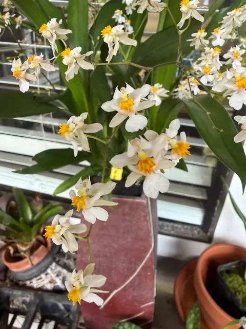 Oncidium Tsiku Marguerite Wonderfully Fragrant 5-12 Spikes!