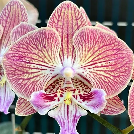 Phalaenopsis Harck Peony