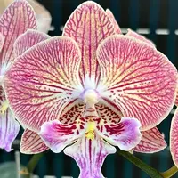 Phalaenopsis Harck Peony 2.5"