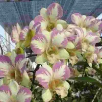 Dendrobium Five N Heir