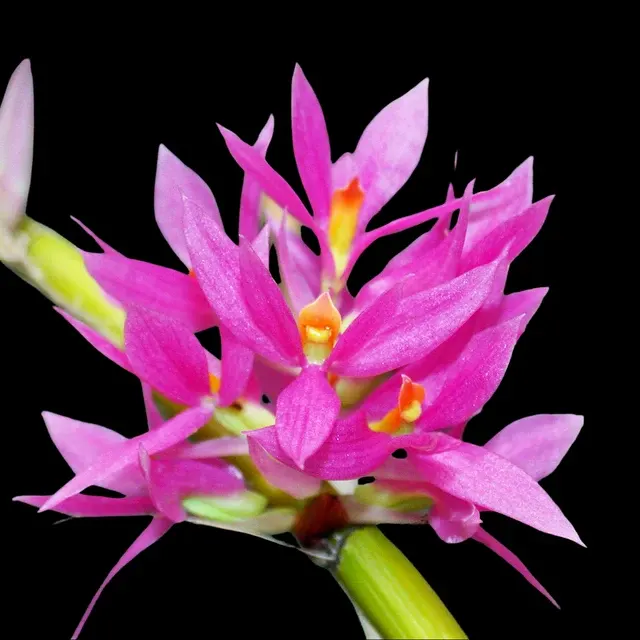 Dendrobium bracteosum`Pink' (Dendrobium)