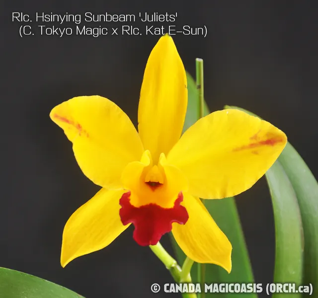 Rhyncholaeliocattleya Hsinying Sunbeam 'Juliets' (Rhyncholaeliocattleya)