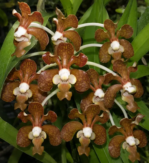 Vanda brunnea (Vanda)