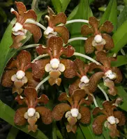 Vanda Brunnea (BRUNA) Blooming Size