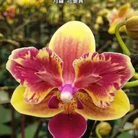 Phalaenopsis Sogo Yellowtris (peloric) 2.5" Fragrant