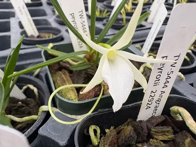 Angraecum peyrotii (Angraecum)