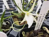 Angraecum peyrotii