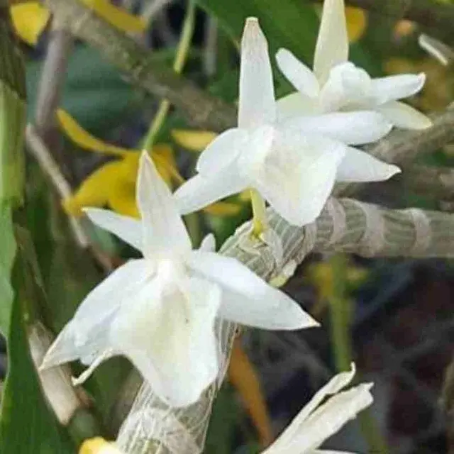 Dendrobium cretaceum fma alba sp (Dendrobium)