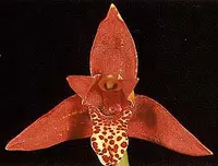 Maxillaria tenuifolia