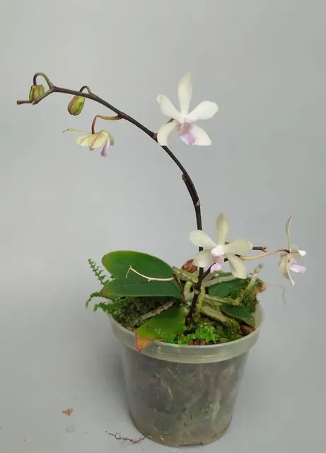 Phalaenopsis honghenensis 'Blue Lip' (Phalaenopsis)