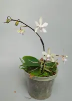 Phalaenopsis honghenensis White 'Blue Lip' — No
