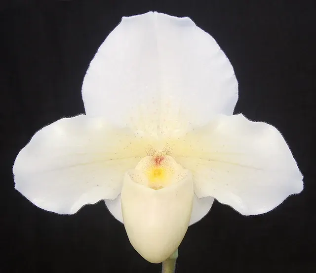 Paphiopedilum Mem. Howard King AM/AOS 'Marriott Dreamdust' (Paphiopedilum)