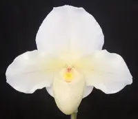 Paphiopedilum Mem. Howard King 'Marriott Dreamdust' AM/AOS