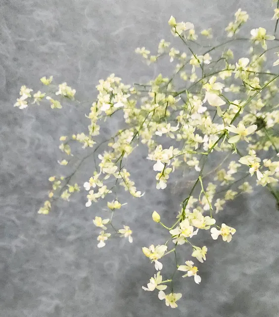 Oncidium Misaki Twinkle Obry 'Golden Ruby' (Oncidium)