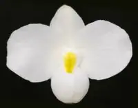 Paphiopedilum delenatii SPECIAL OFFER