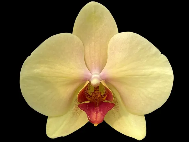 Phalaenopsis I-Hsin Darwin