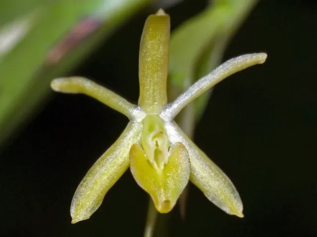 Epidendrum repens (Epidendrum)