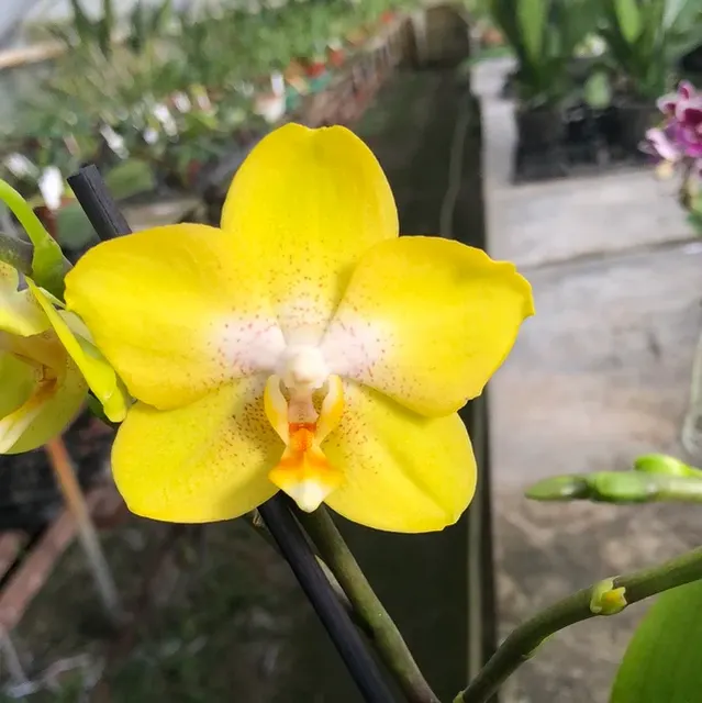 Phalaenopsis Yellow Spring