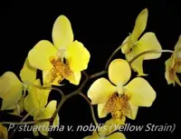 Phal. stuartiana v. nobilis (Yellow Strain) x sib (P2030)(Mottled Leaf) (Phalaenopsis - Phalaenopsis - stuartiana )