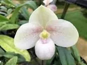 Paphiopedilum HUNG SHENG THAIANUM (Paphiopedilum)