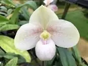 Paphiopedilum HUNG SHENG THAIANUM (bellatulum x thaianum)