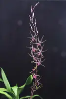 Degarmoara Pinot Princess 'Scary'