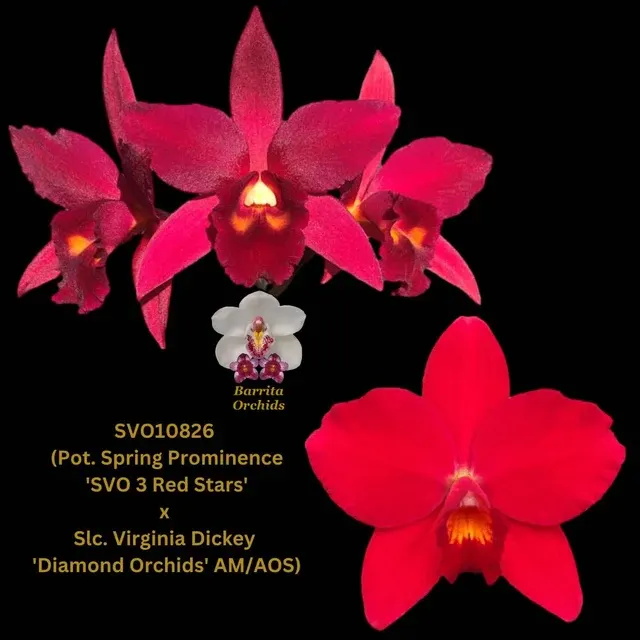 Cattleya Orchid Hybrid SVO10826 'SVO 3 Red Stars'